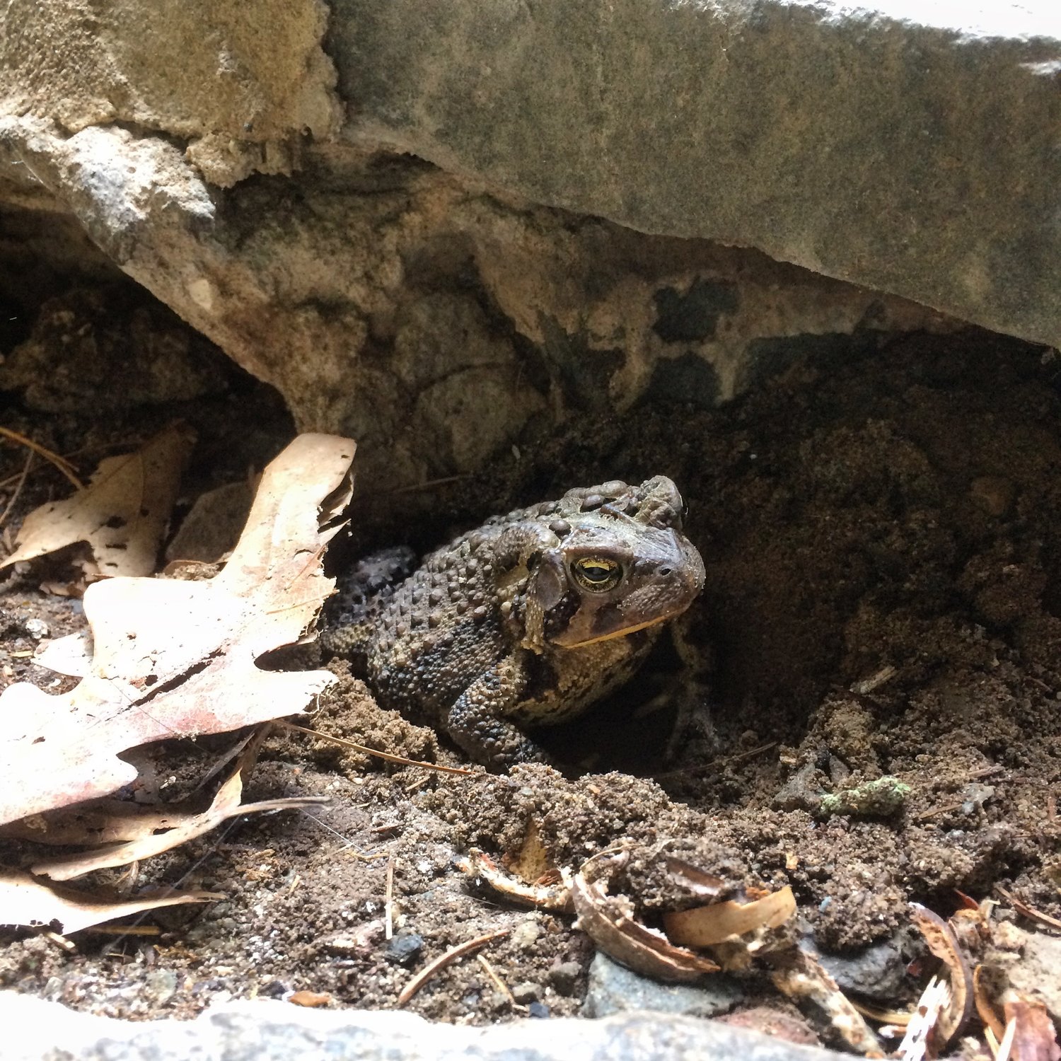This eastern American toad cools off in the damp, shallow cavity it excavated in the crawlspace beneath our house.